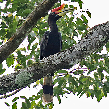 Rhinoceros Hornbill