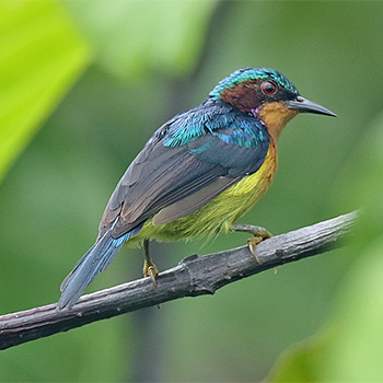 Ruby-cheeked Sunbird