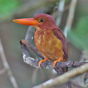 Ruddy Kingfisher
