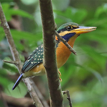 Rufous-collared Kingfisher