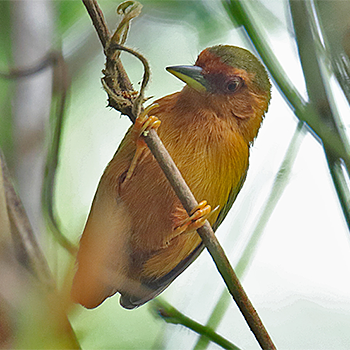 Rufous Piculet