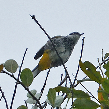 Scaly-breasted Bulbul