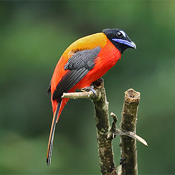 Scarlet-rumped Trogon