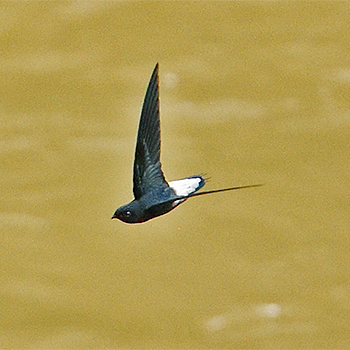 Silver-rumped Needletail