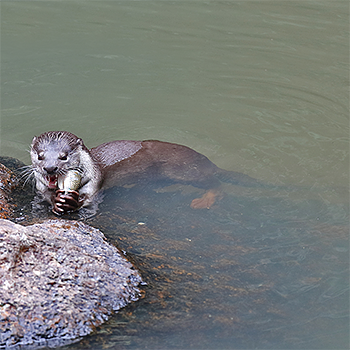 Smooth-coated Otter