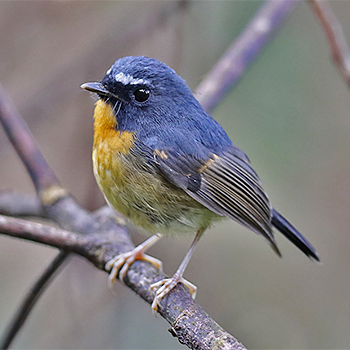 Snowy-browed Flycatcher