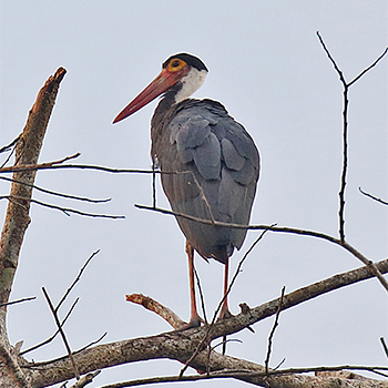 Storm's Stork