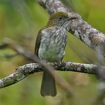 Streaked Bulbul