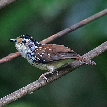 Striped Wren-babbler