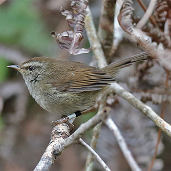 Sunda Bush Warbler