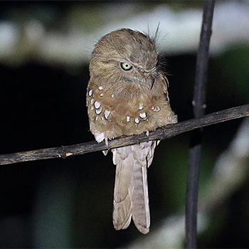 Sunda Frogmouth
