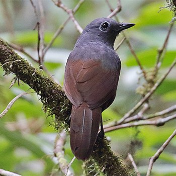 Sunda Laughingthrush