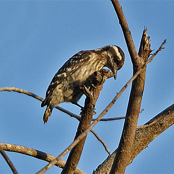 Sunda Woodpecker
