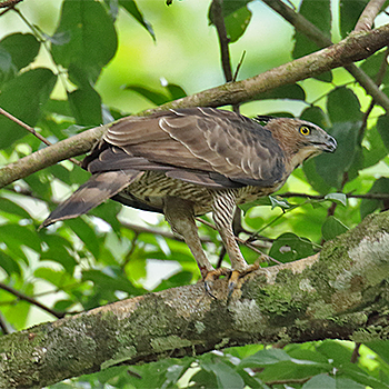 Wallace's Hawk-eagle