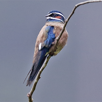Whiskered Treeswift