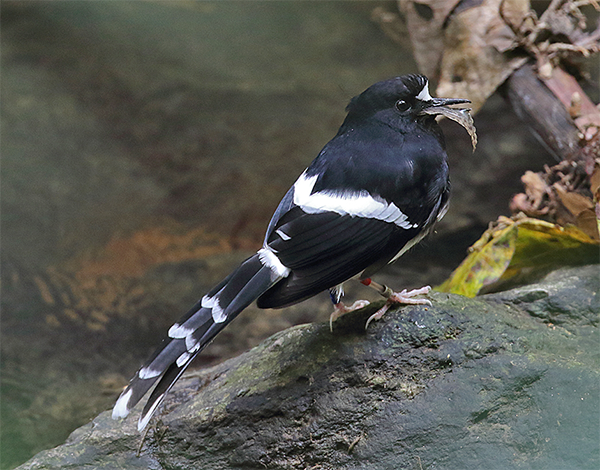 White-crowned (Bornean) Forktail