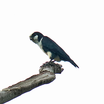 White-fronted Falconet
