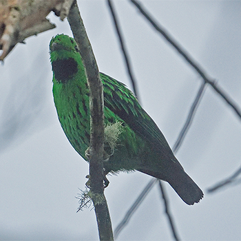 Whitehead's Broadbill