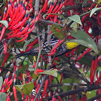 Whitehead's Spiderhunter
