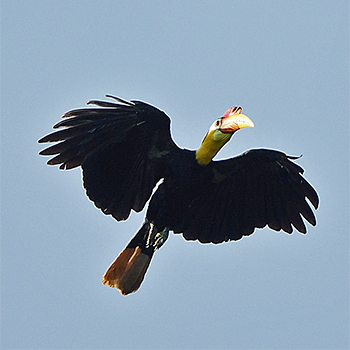 Wrinkled Hornbill