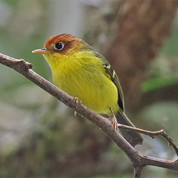 Yellow-breasted Warbler