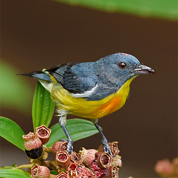 Yellow-rumped Flowerpecker