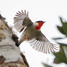 Cherry-throated Tanager