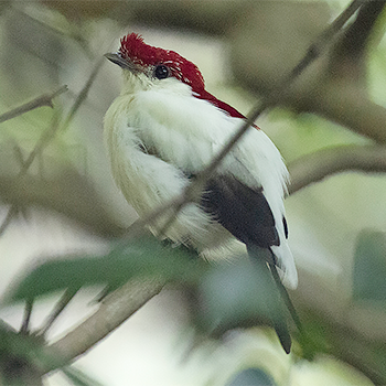 Araripe Manakin