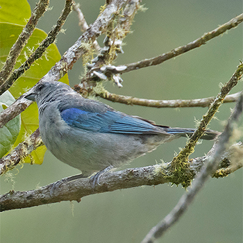 Azure-shouldered Tanager
