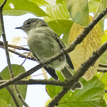 Bahia Tyrannulet