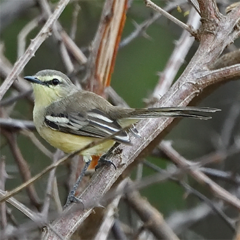 Bahia Wagtail-tyrant