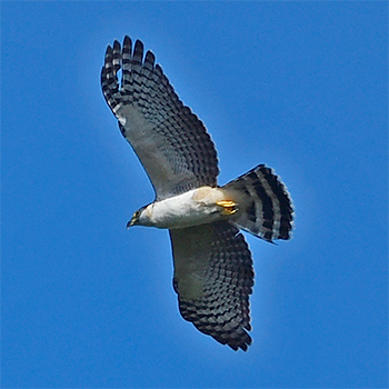 Black-and-white Hawk-eagle