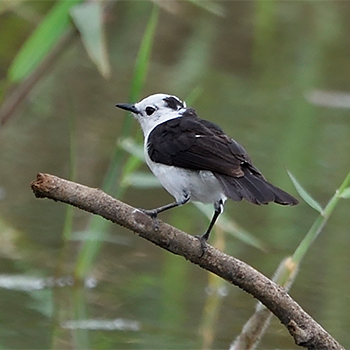 Black-backed Water Tyrant