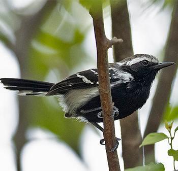 Black-bellied Antwren