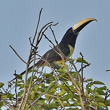 Black-necked Aracari