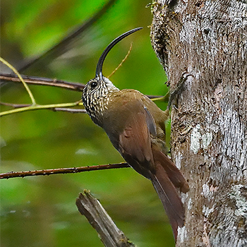 Black-billed Scythebill