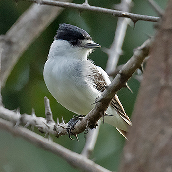 Black-capped Becard