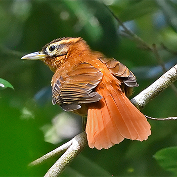 Black-capped Foliage-gleaner