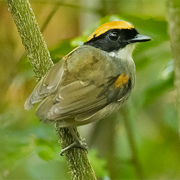 Black-cheeked Gnateater