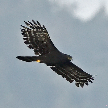 Black Hawk-eagle