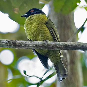 Black-headed Berryeater