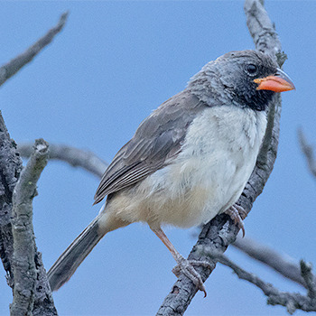 Black-throated Saltator