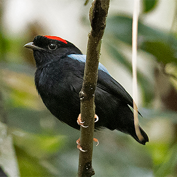 Blue-backed Manakin