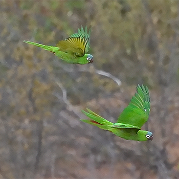 Blue-crowned Parakeet