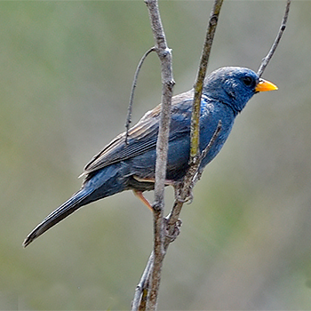 Blue Finch