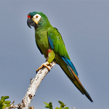 Blue-winged Macaw