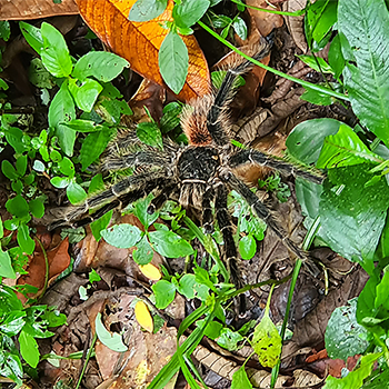 Brazilian Salmon Pink Bird-eating Tarantula