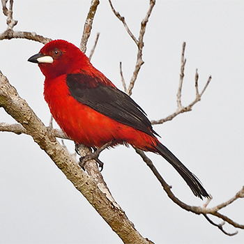 Brazilian Tanager