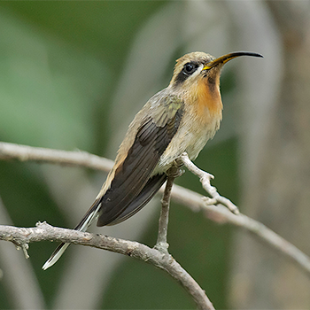 Broad-tipped Hermit