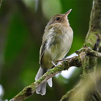 Buff-breasted Tody-tyrant